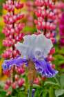 USA, Oregon. Garden in full bloom with bearded iris and Russell lupine. Art Print